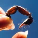 Squid - art's excellence 2025